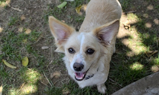 Puppies in Santa Ana looking for their fur-ever homes
