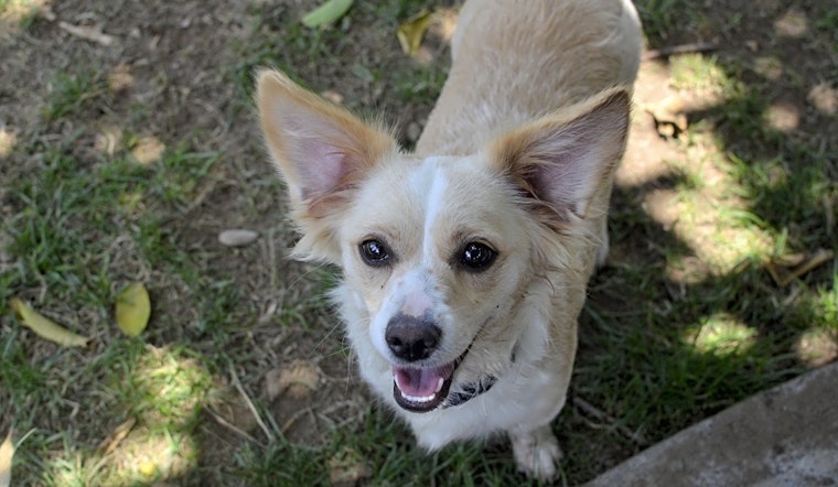 Puppies in Santa Ana looking for their fur-ever homes