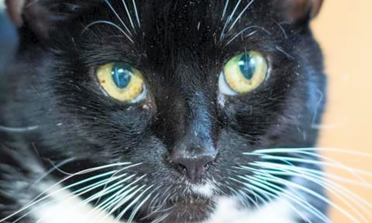 Cats in Boston looking for their fur-ever homes