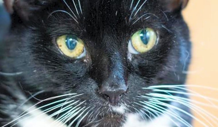Cats in Boston looking for their fur-ever homes