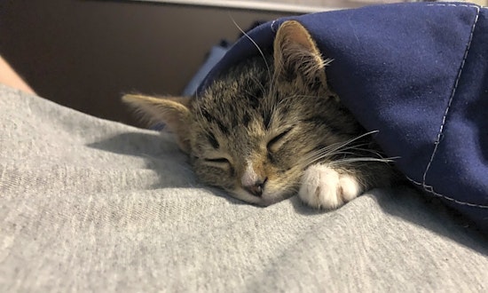 Kittens in Louisville looking for their fur-ever homes