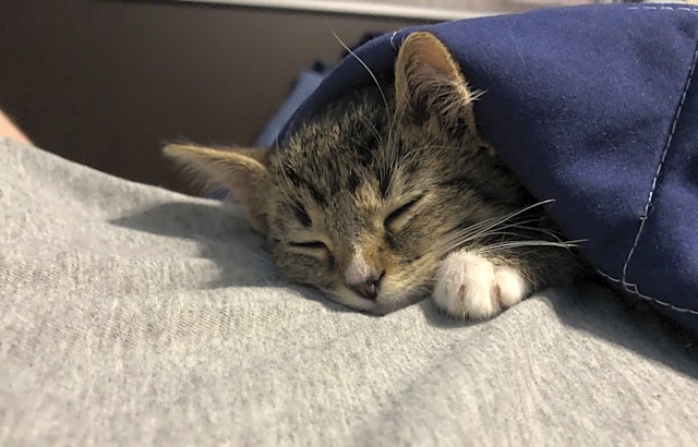 Kittens in Louisville looking for their fur-ever homes