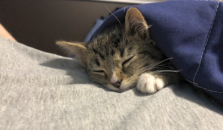 Kittens in Louisville looking for their fur-ever homes