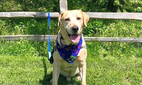 Dogs in Chicago looking for their fur-ever homes