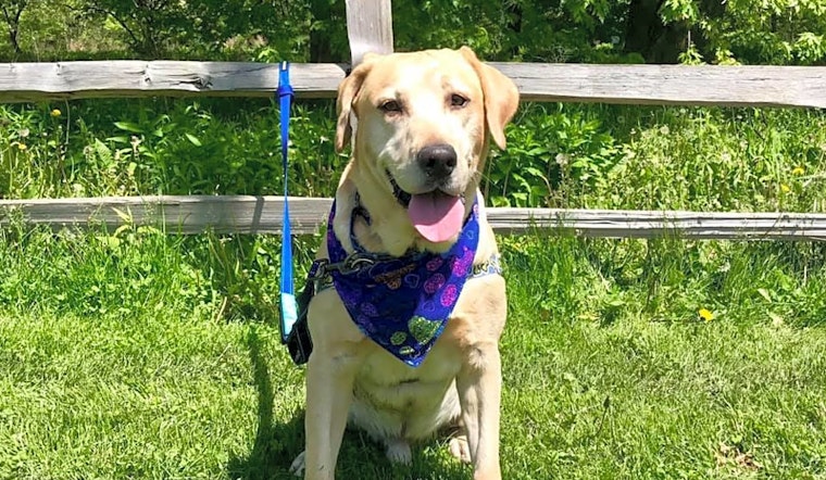 Dogs in Chicago looking for their fur-ever homes