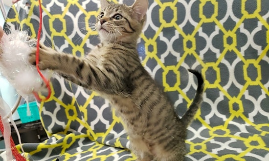Kittens in Tampa looking for their fur-ever homes