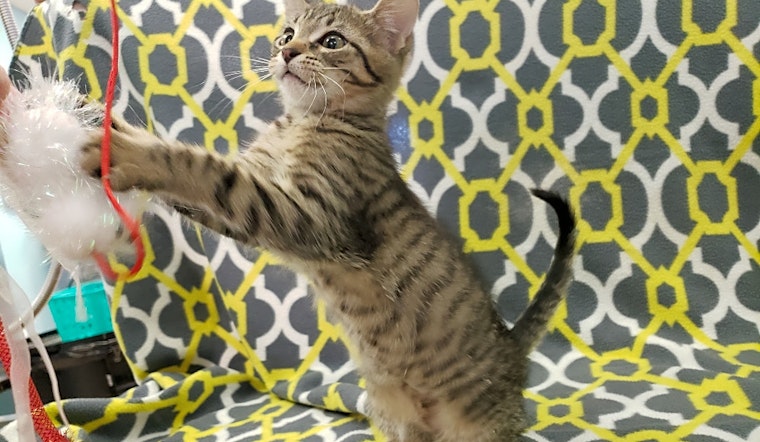 Kittens in Tampa looking for their fur-ever homes