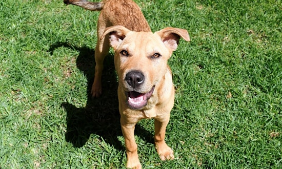 Puppies in New York City looking for their fur-ever homes