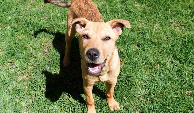 Puppies in New York City looking for their fur-ever homes