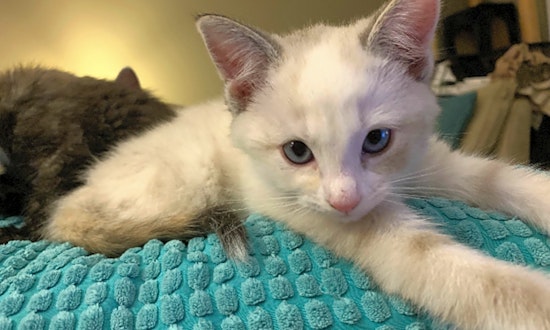 Kittens in Durham looking for their fur-ever homes
