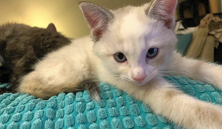 Kittens in Durham looking for their fur-ever homes