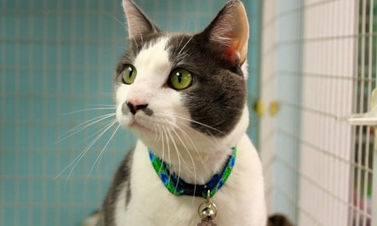Cats in Memphis looking for their fur-ever homes
