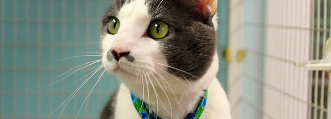 Cats in Memphis looking for their fur-ever homes