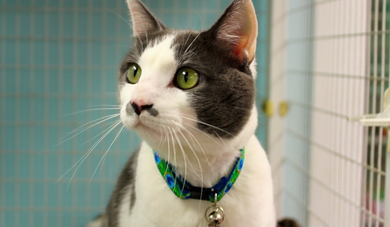 Cats in Memphis looking for their fur-ever homes