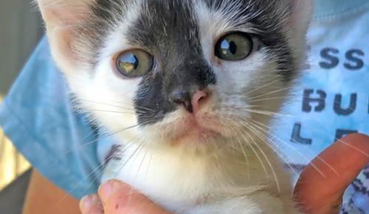 Kittens in Washington looking for their fur-ever homes