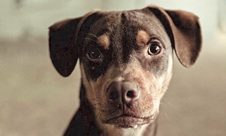 Puppies in Saint Paul looking for their fur-ever homes