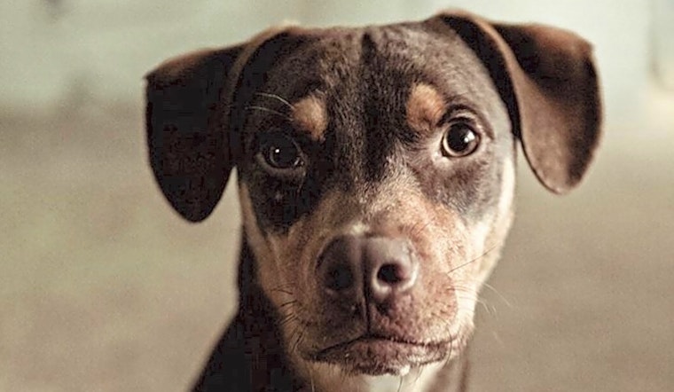Puppies in Saint Paul looking for their fur-ever homes