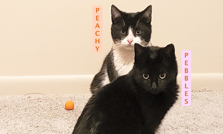 Kittens in Detroit looking for their fur-ever homes