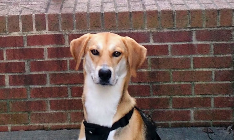 Dogs in Raleigh looking for their fur-ever homes