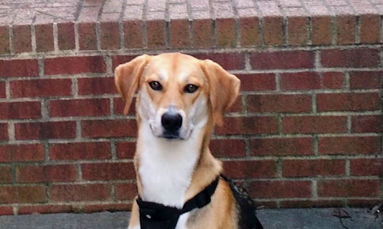 Dogs in Raleigh looking for their fur-ever homes