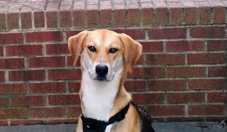 Dogs in Raleigh looking for their fur-ever homes