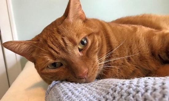 Cats in Cincinnati looking for their fur-ever homes