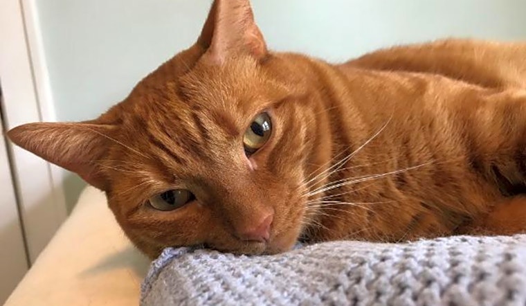 Cats in Cincinnati looking for their fur-ever homes
