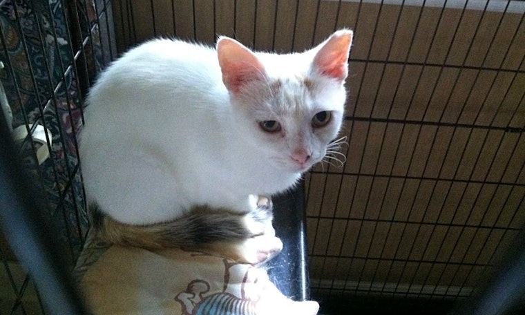 Cats in Charlotte looking for their fur-ever homes