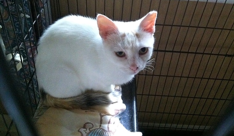 Cats in Charlotte looking for their fur-ever homes