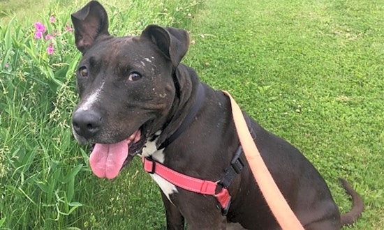 Dogs in Pittsburgh looking for their fur-ever homes