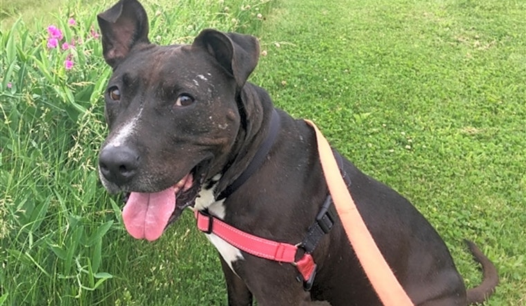 Dogs in Pittsburgh looking for their fur-ever homes