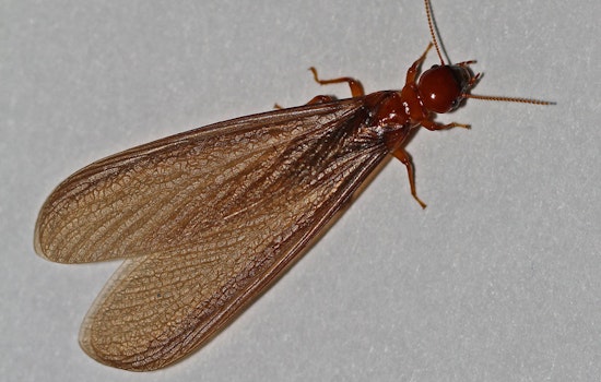 Swarms Of Winged Insects Descend On Sunset