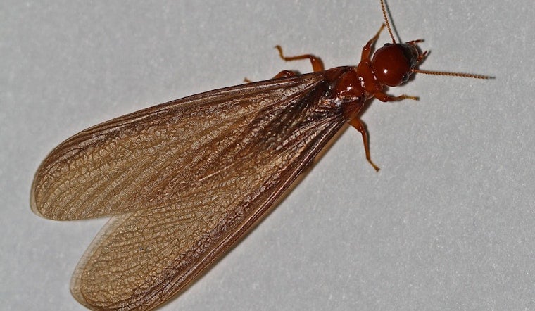 Swarms Of Winged Insects Descend On Sunset