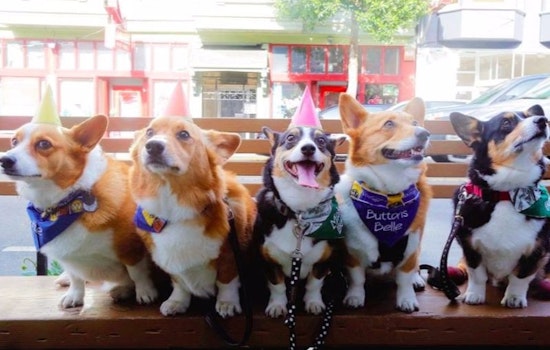 ABC7 Weekend: Corgi Con, SF Trolley Dances & Wharf Fest 2017