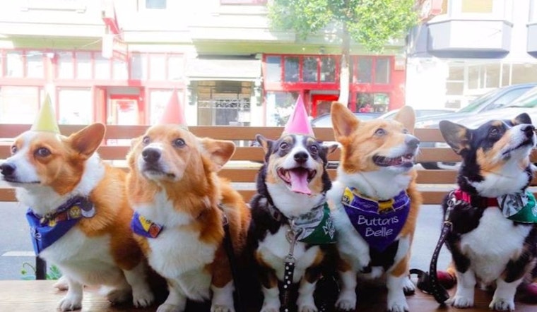 ABC7 Weekend: Corgi Con, SF Trolley Dances & Wharf Fest 2017
