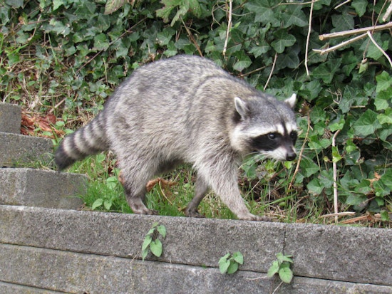 Close Encounters Of The Furred Kind Highlight Need For Safety