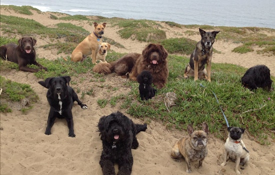 Run, Spot, Run: Park Service Drops Plans To Update GGNRA Dog Rules