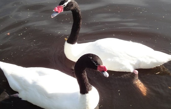 Top Orlando news: Death of swan ends courtship drama; lightning strike forces plane to divert; more