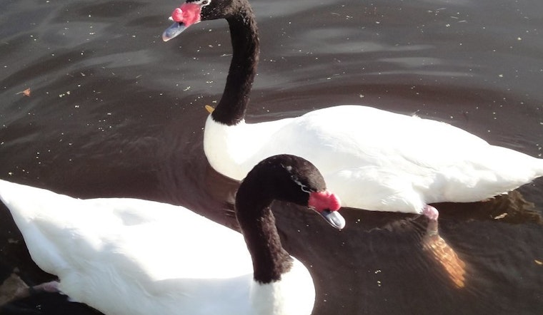 Top Orlando news: Death of swan ends courtship drama; lightning strike forces plane to divert; more