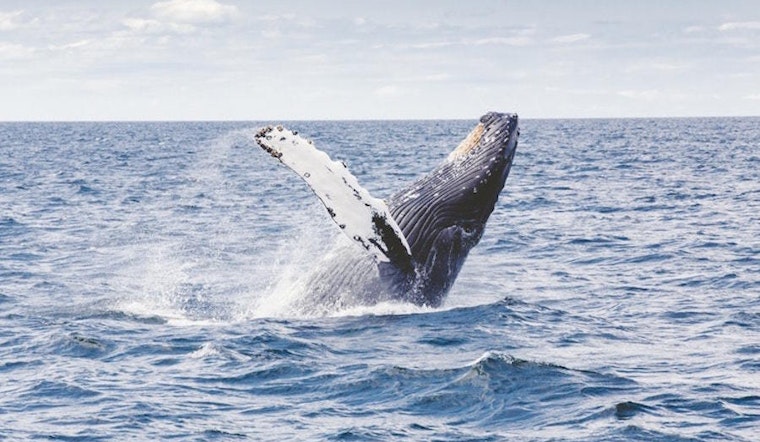 San Diego boasts a hot lineup of travel and outdoor deals this week