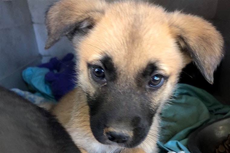 Puppies in Portland looking for their fur-ever homes