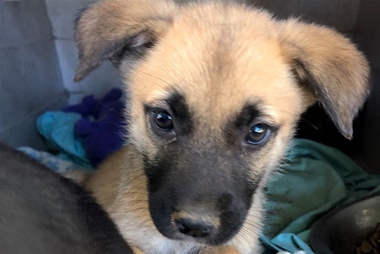Puppies in Portland looking for their fur-ever homes
