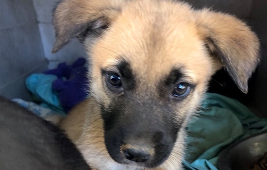 Puppies in Portland looking for their fur-ever homes