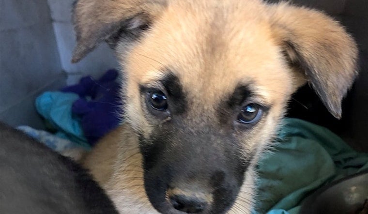 Puppies in Portland looking for their fur-ever homes