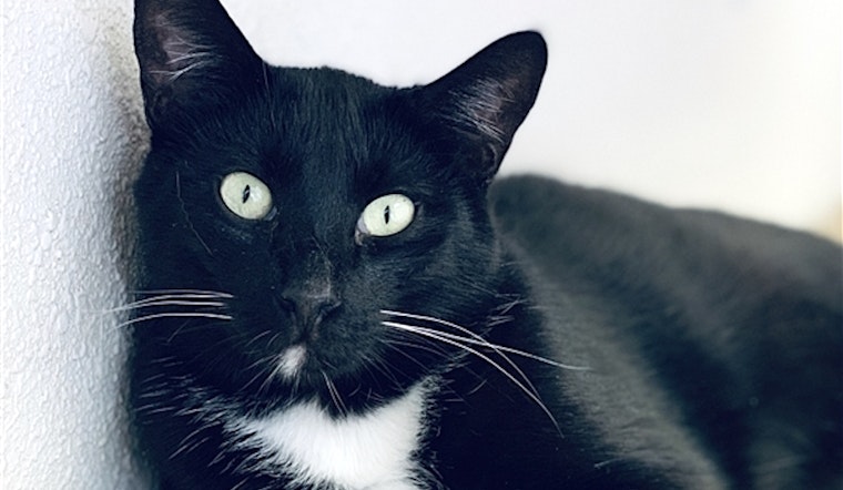 Cats in Fresno looking for their fur-ever homes