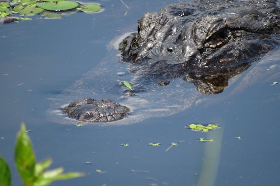 Top Chicago news: Alligator reported in Humboldt Park lagoon; Defender prints final edition; more