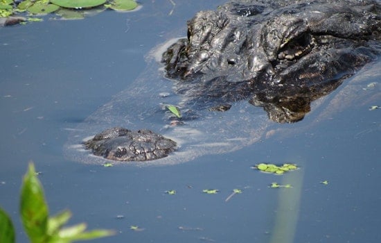Top Chicago news: Alligator reported in Humboldt Park lagoon; Defender prints final edition; more