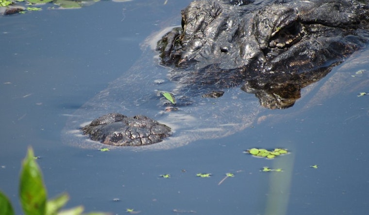 Top Chicago news: Alligator reported in Humboldt Park lagoon; Defender prints final edition; more