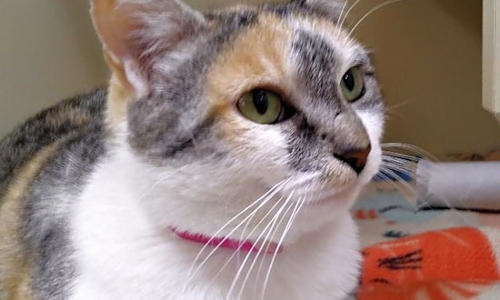 Cats in El Paso looking for their fur-ever homes