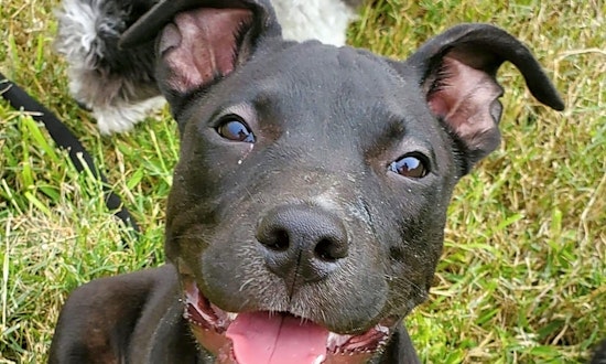 Puppies in Austin looking for their fur-ever homes